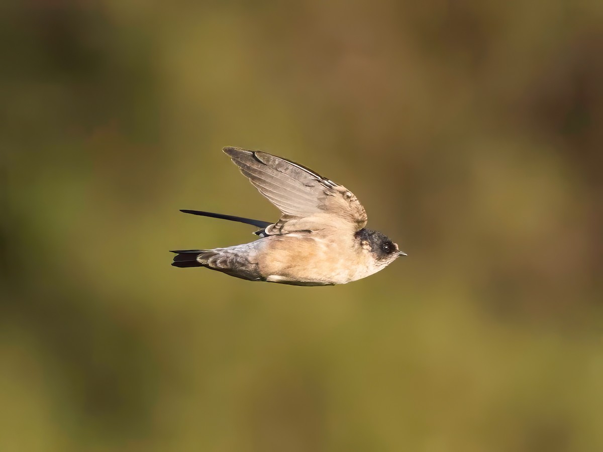 Golondrina Arborícola - ML617302186