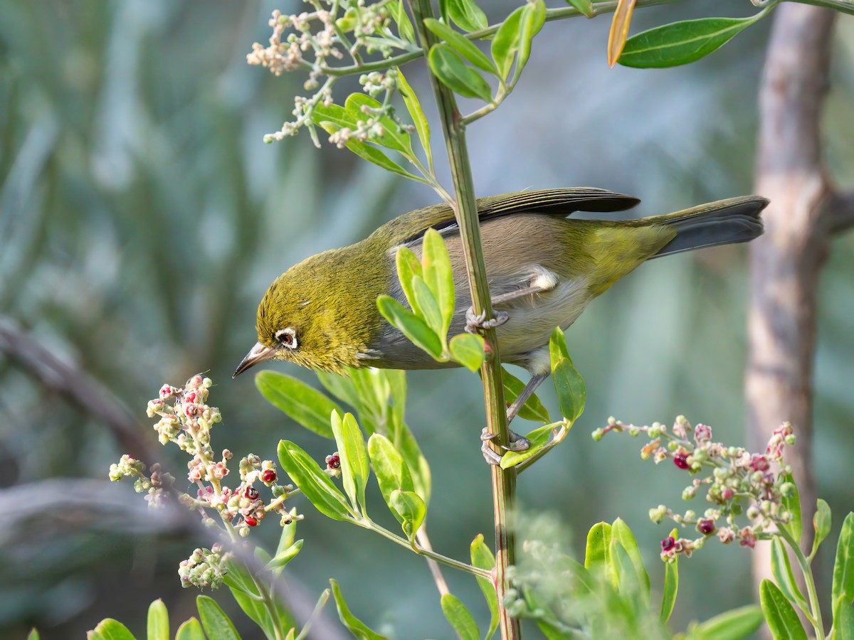 Silvereye - ML617302195