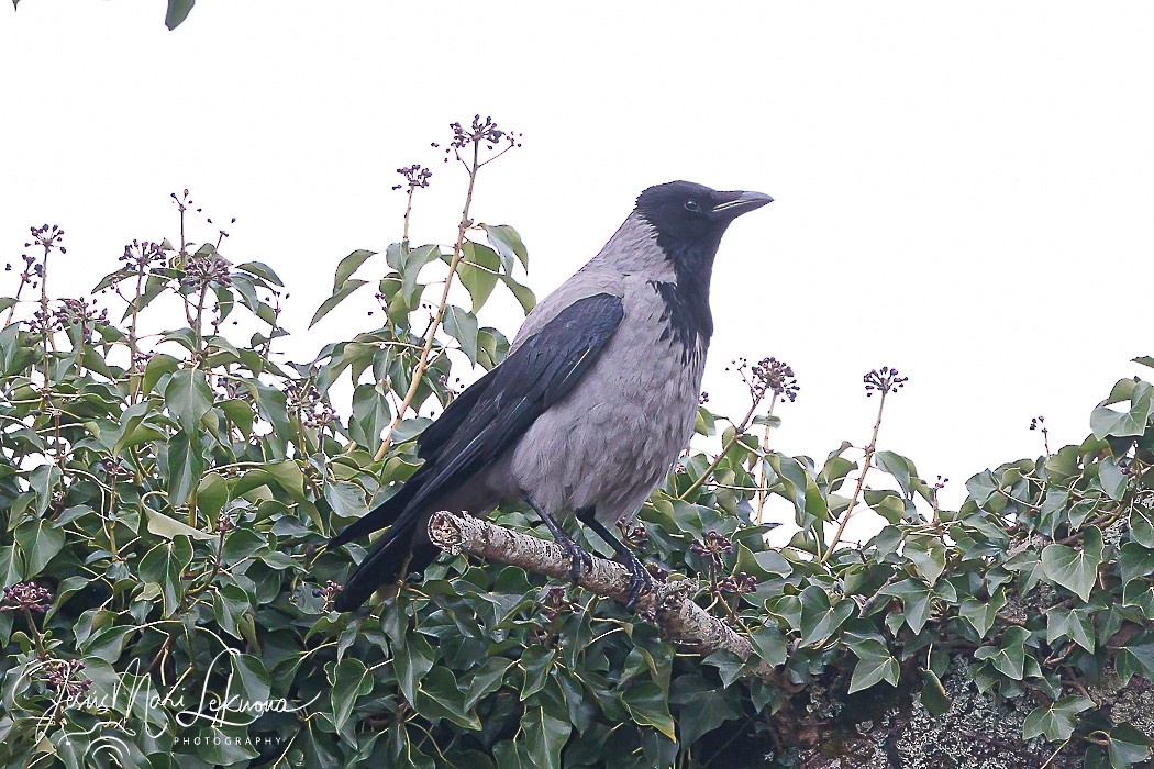 Hooded Crow - Jesús Mari Lekuona Sánchez