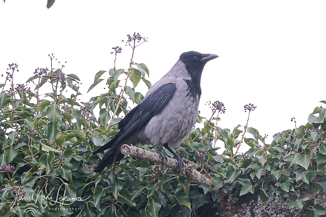 Corneja Cenicienta - ML617302223