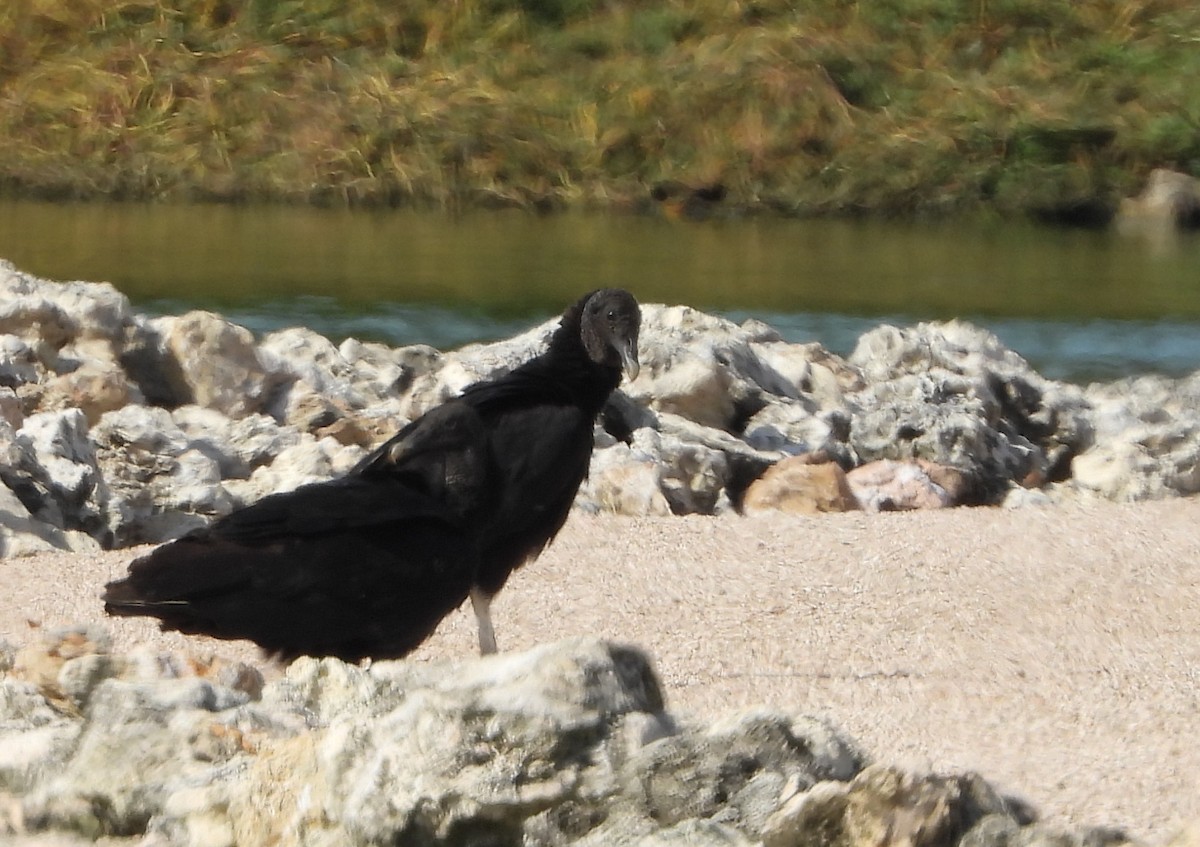 Black Vulture - Cisca  Rusch