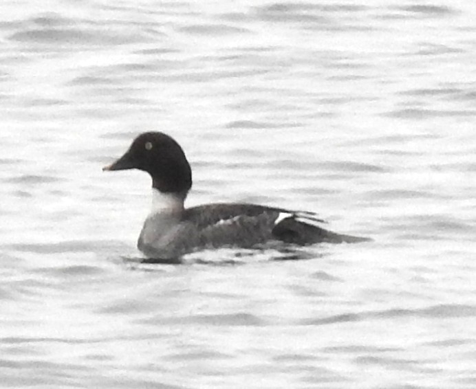 Common Goldeneye - ML617302262