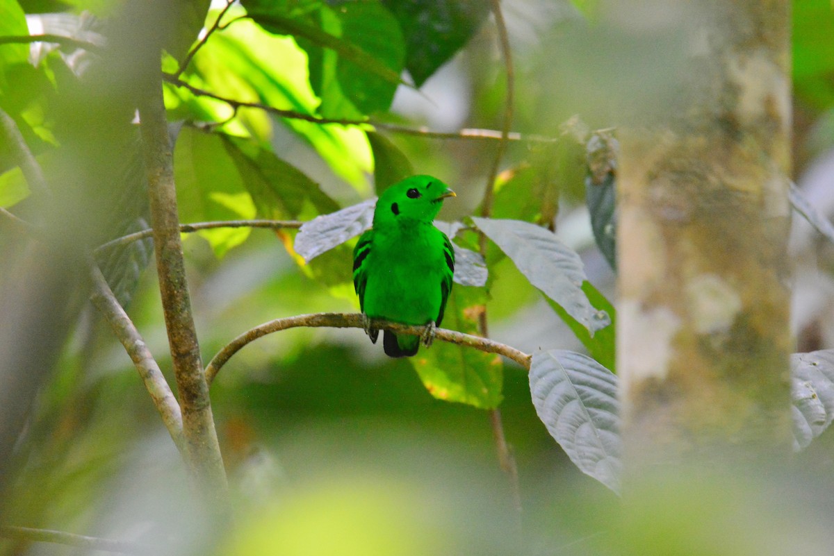 Green Broadbill - Jukree Sisonmak