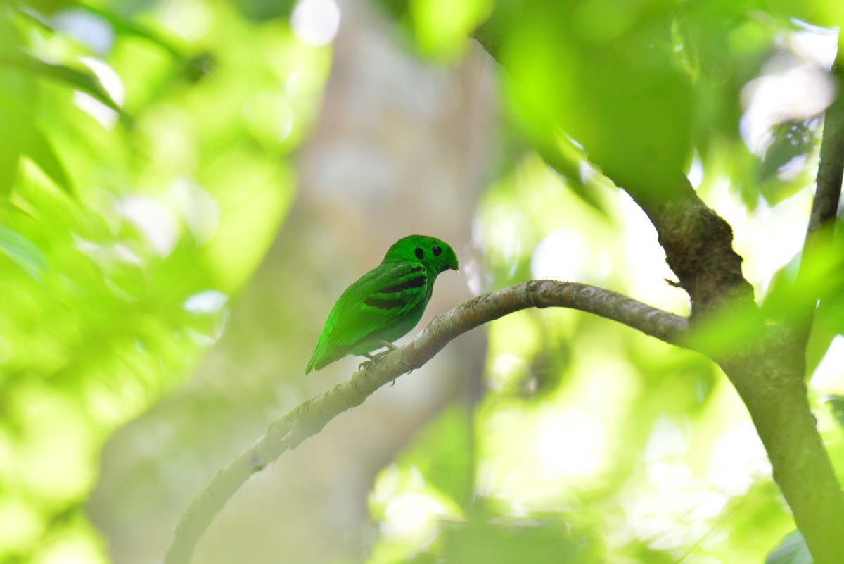 Green Broadbill - Jukree Sisonmak