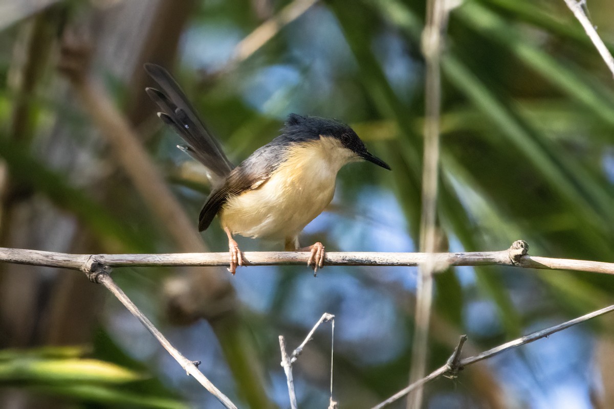 Ashy Prinia - ML617302289