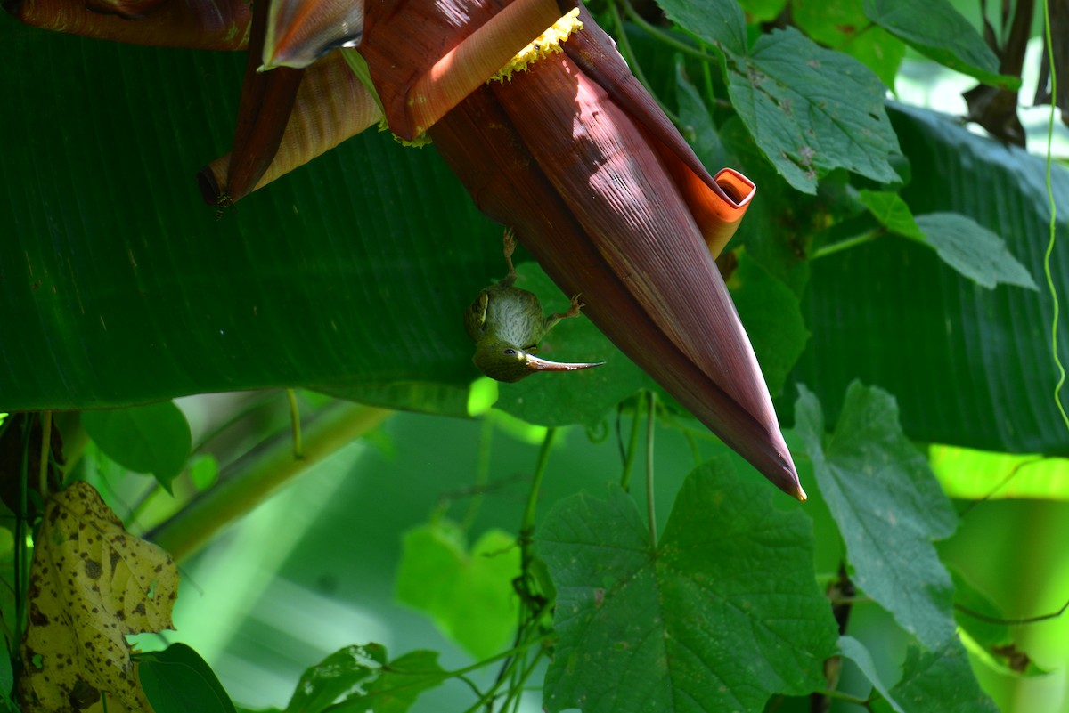 Gray-breasted Spiderhunter - ML617302291