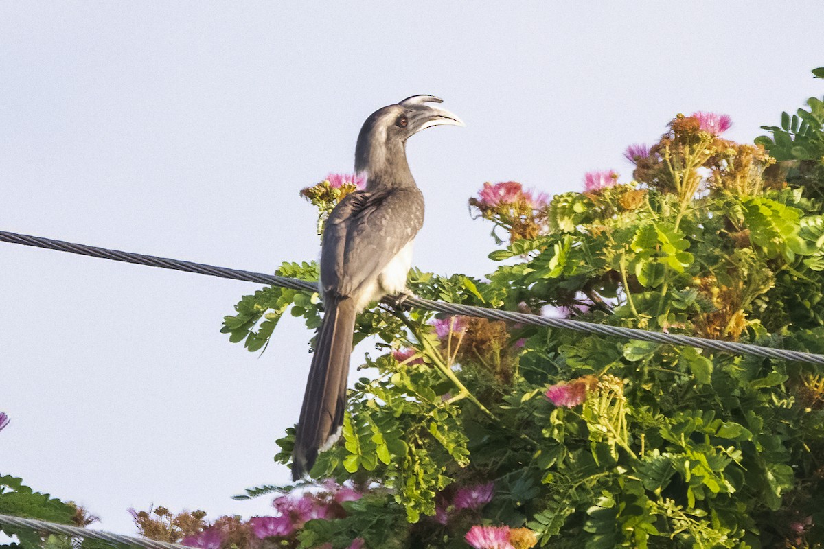 Indian Gray Hornbill - ML617302353