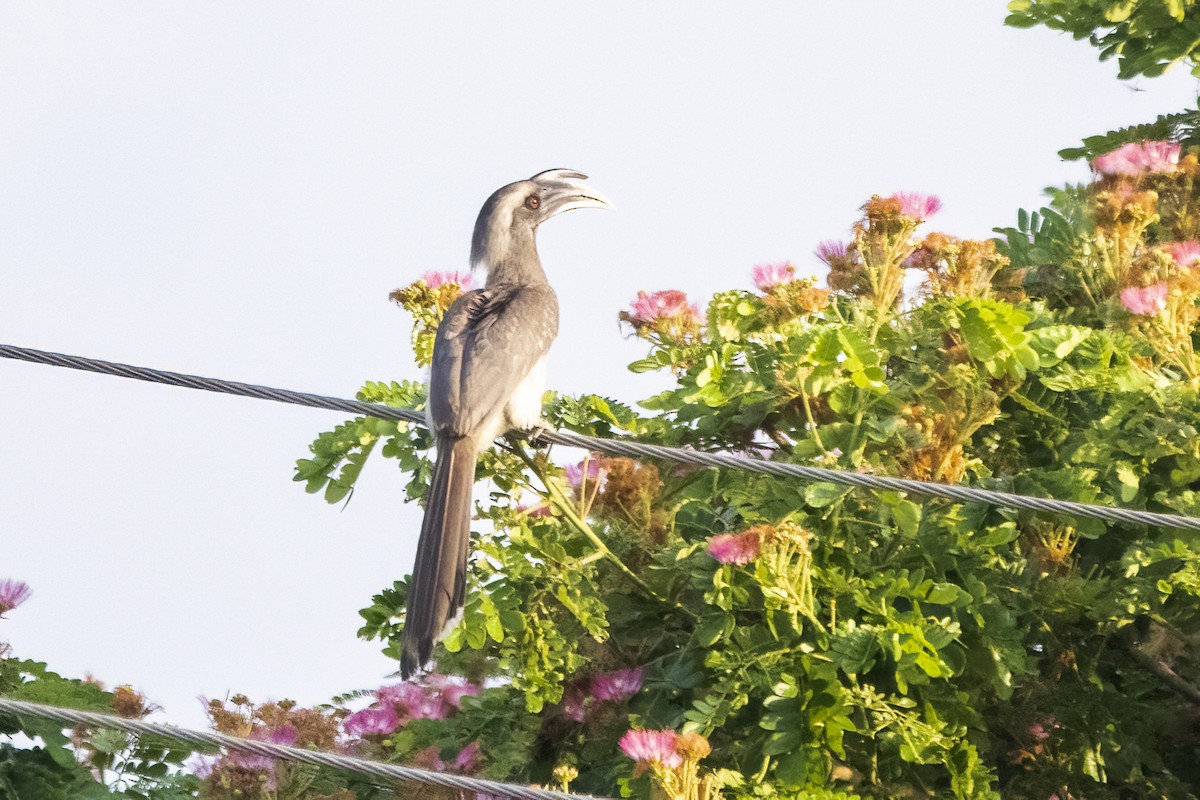 Indian Gray Hornbill - ML617302356