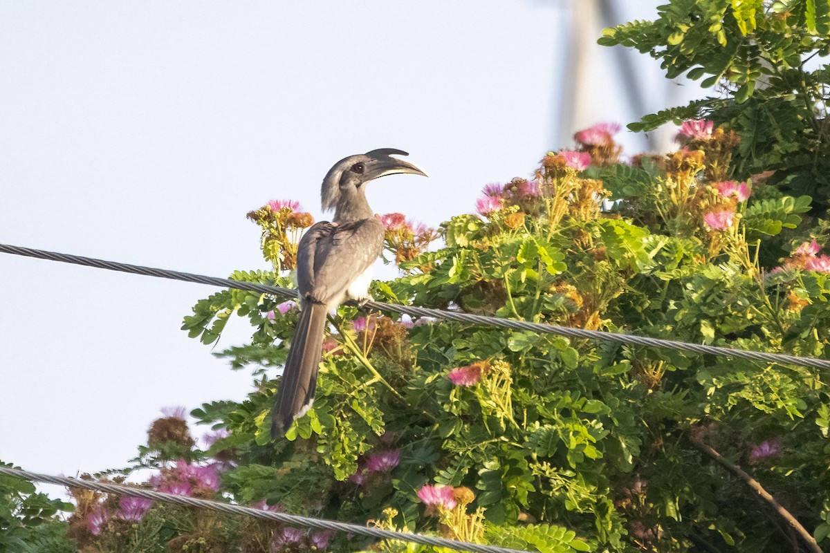 Indian Gray Hornbill - ML617302357