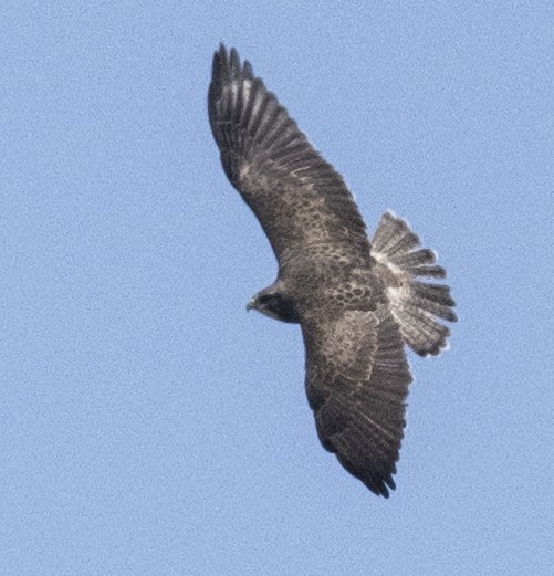 Swainson's Hawk - ML617302395