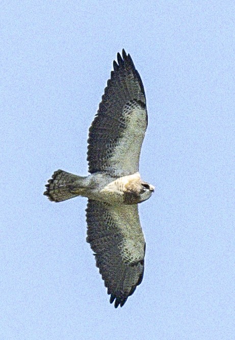 Swainson's Hawk - ML617302396