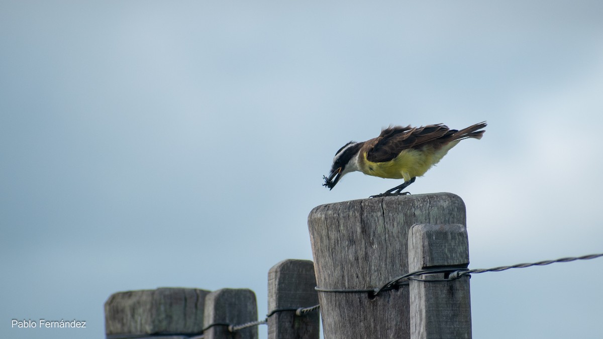 Great Kiskadee - ML617302404