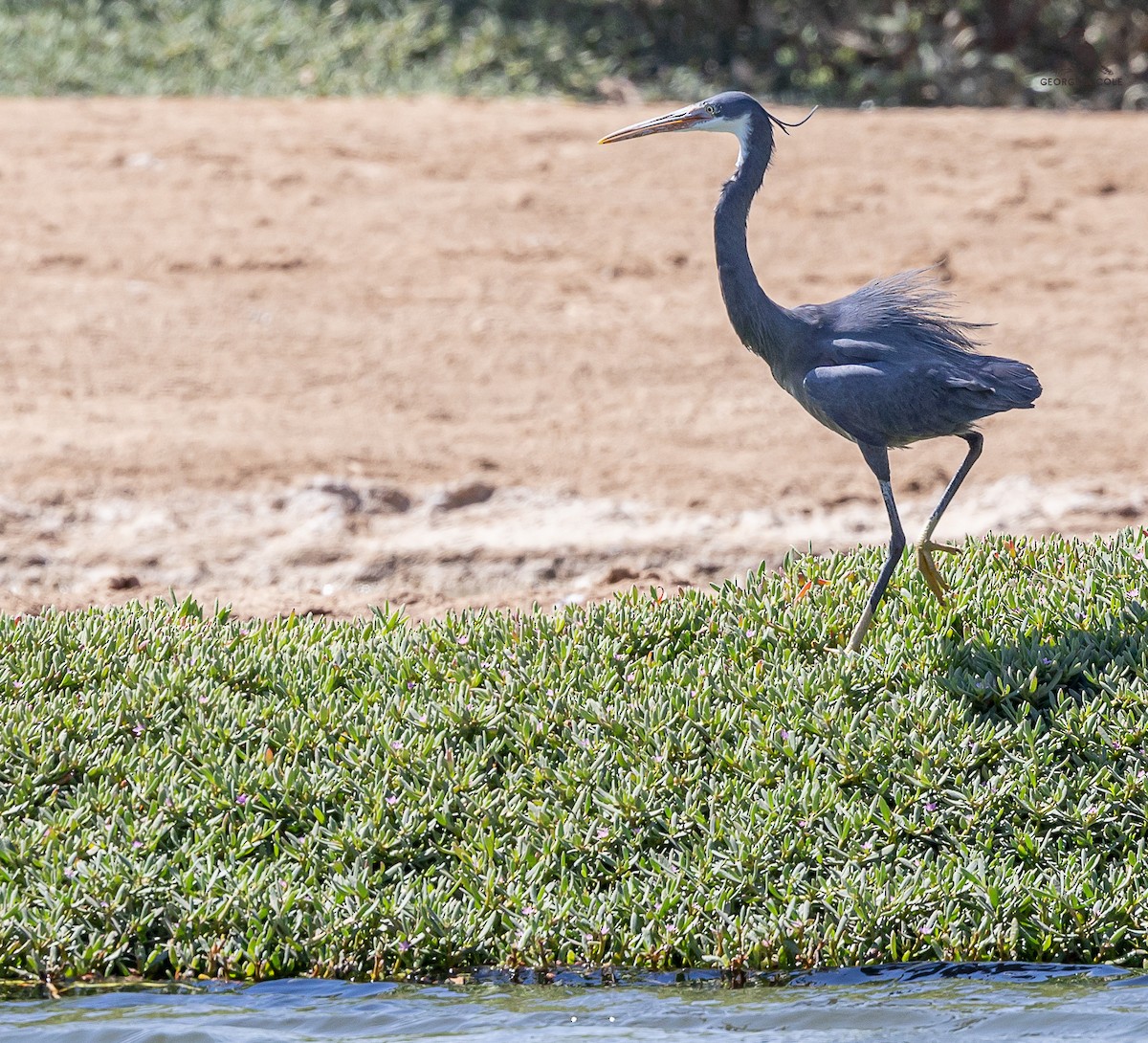 Western Reef-Heron - ML617302405