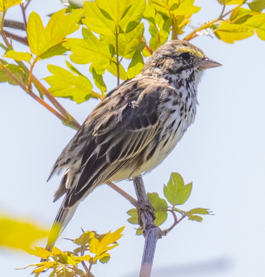 Savannah Sparrow - ML617302419