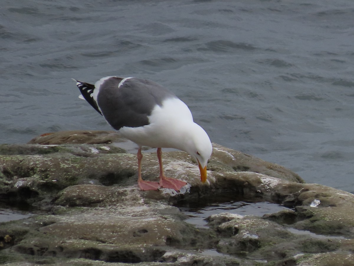 Western Gull - ML617302438