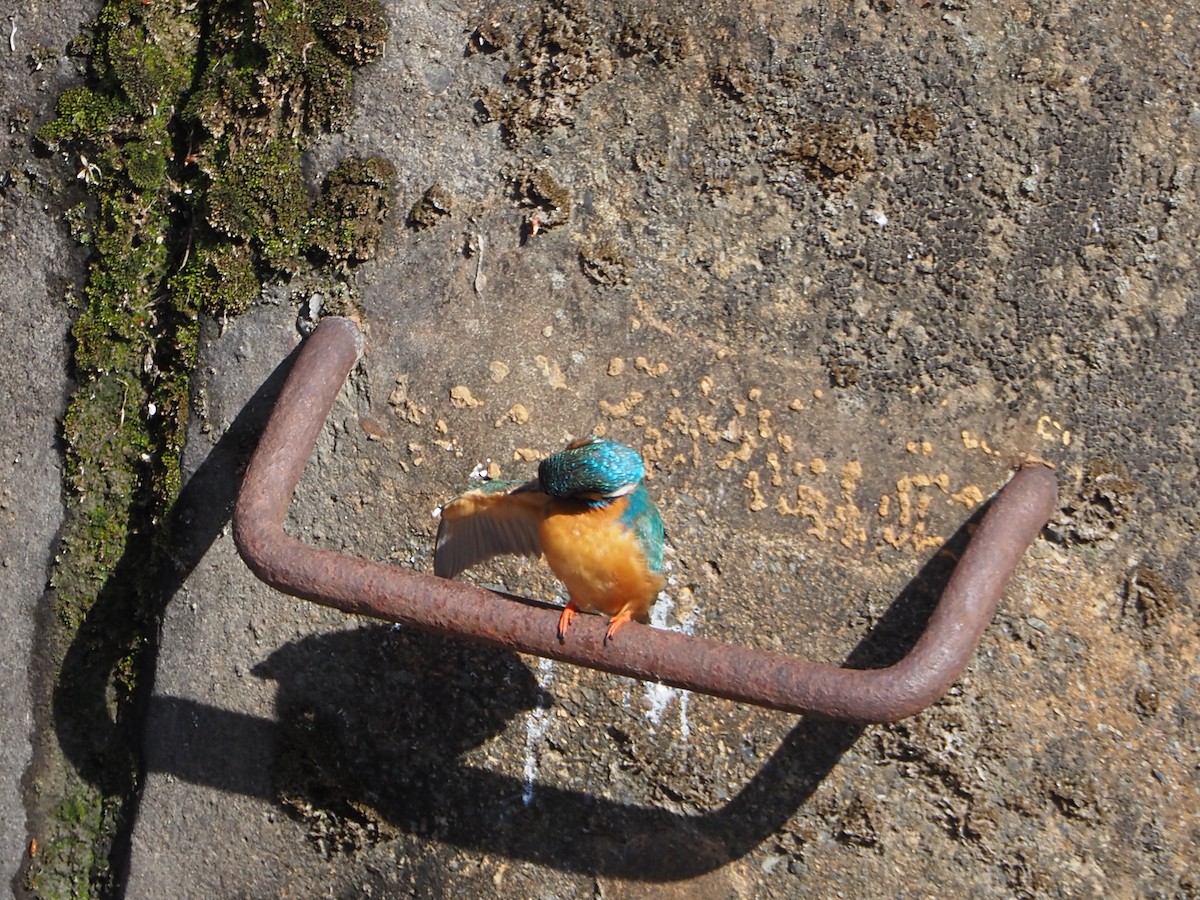 Common Kingfisher - ML617302441