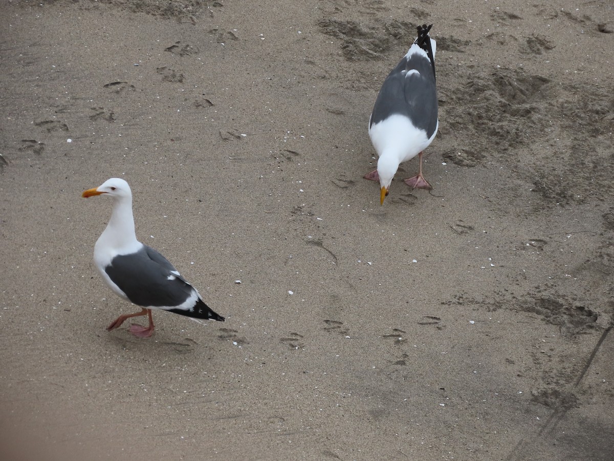 Western Gull - ML617302443