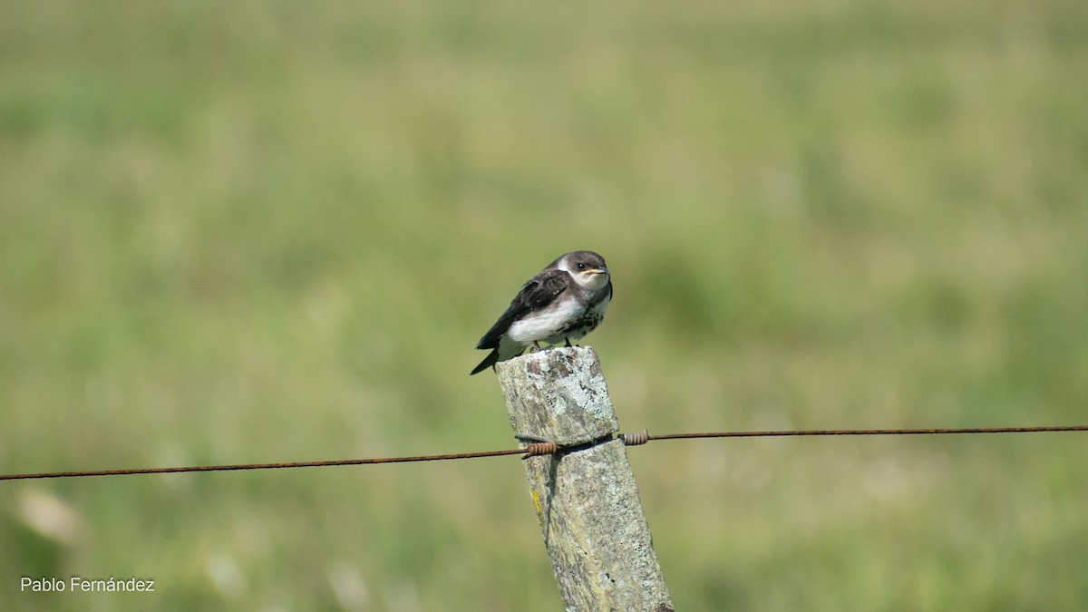 Brown-chested Martin - ML617302451