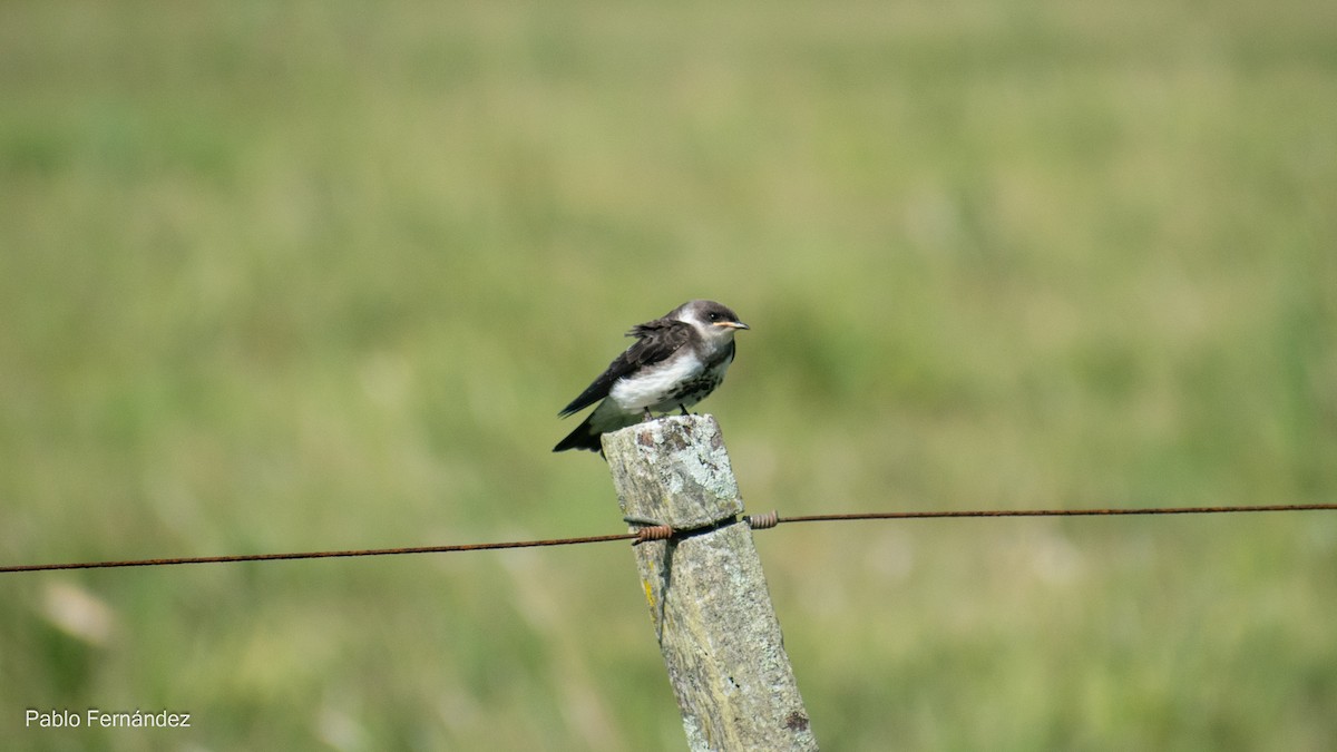 Brown-chested Martin - ML617302453