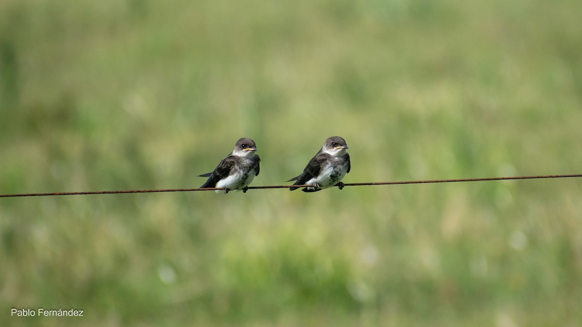 Brown-chested Martin - ML617302454