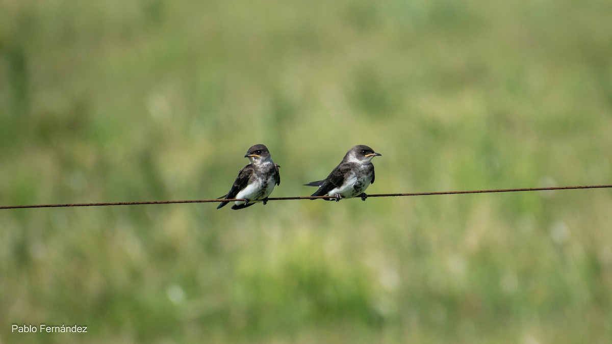 Brown-chested Martin - Pablo Fernández