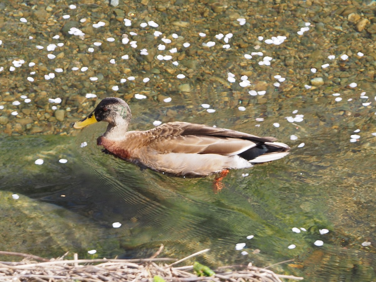 Mallard x Eastern Spot-billed Duck (hybrid) - ML617302466