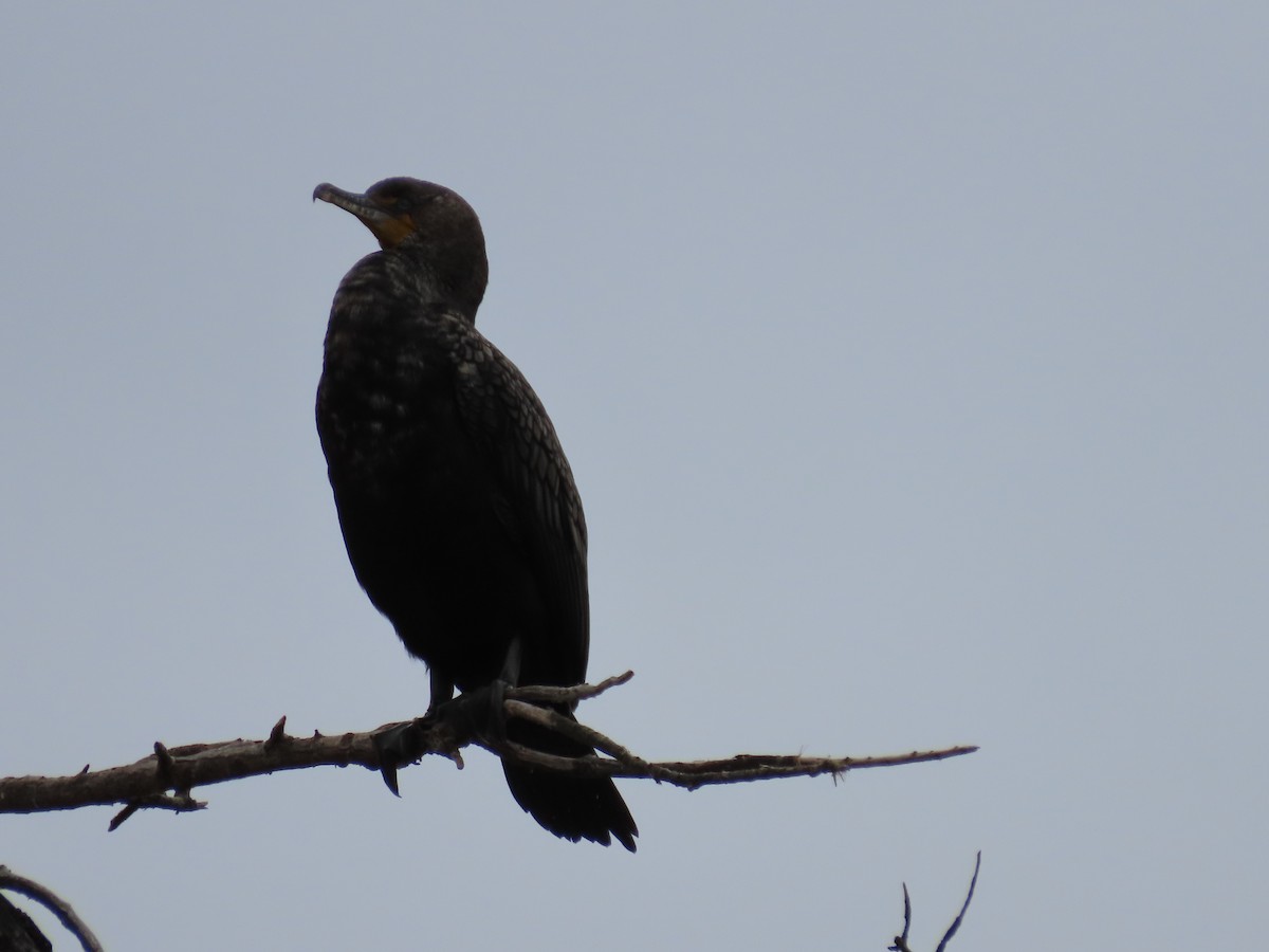 Double-crested Cormorant - ML617302476