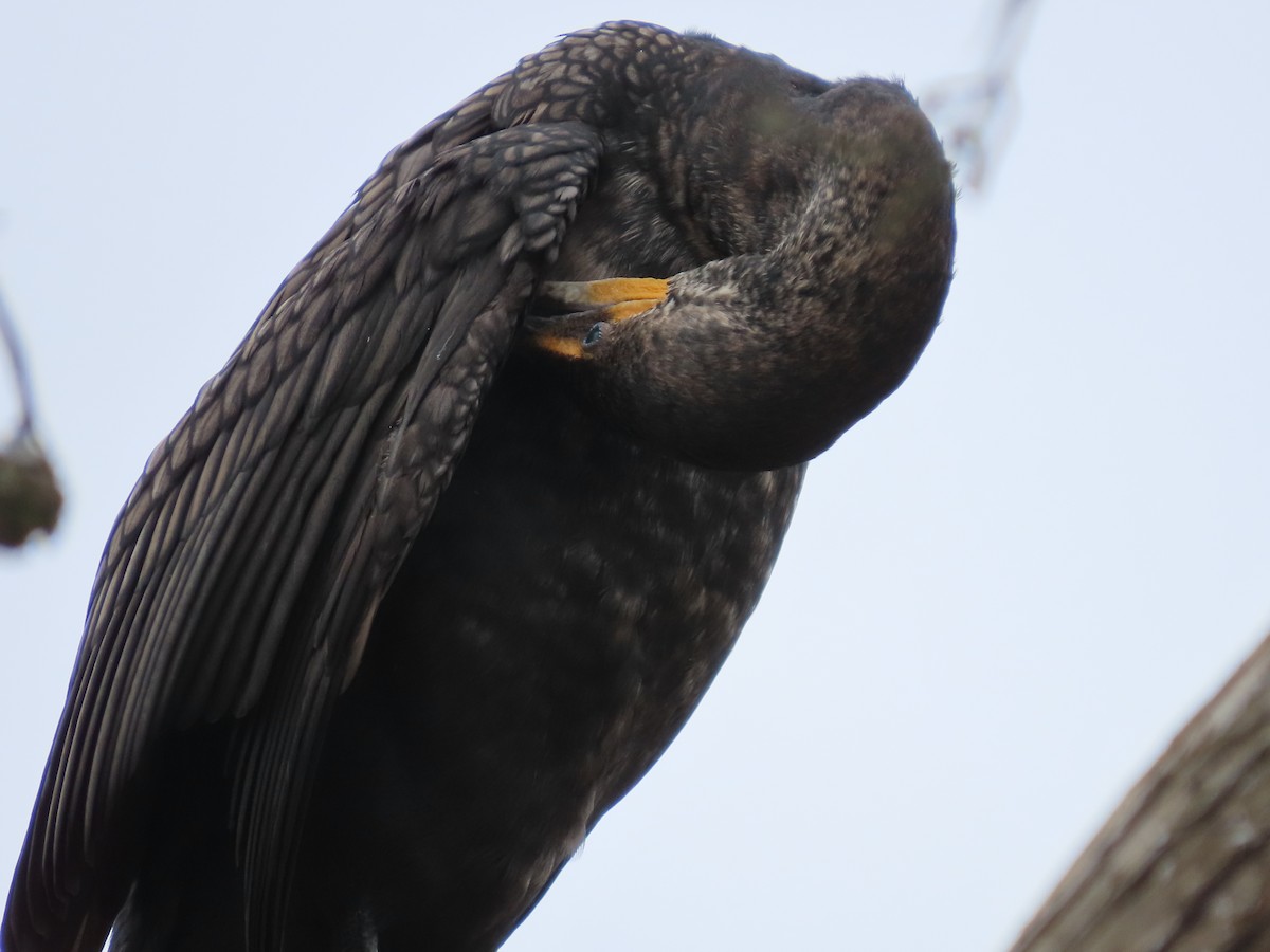 Double-crested Cormorant - ML617302479