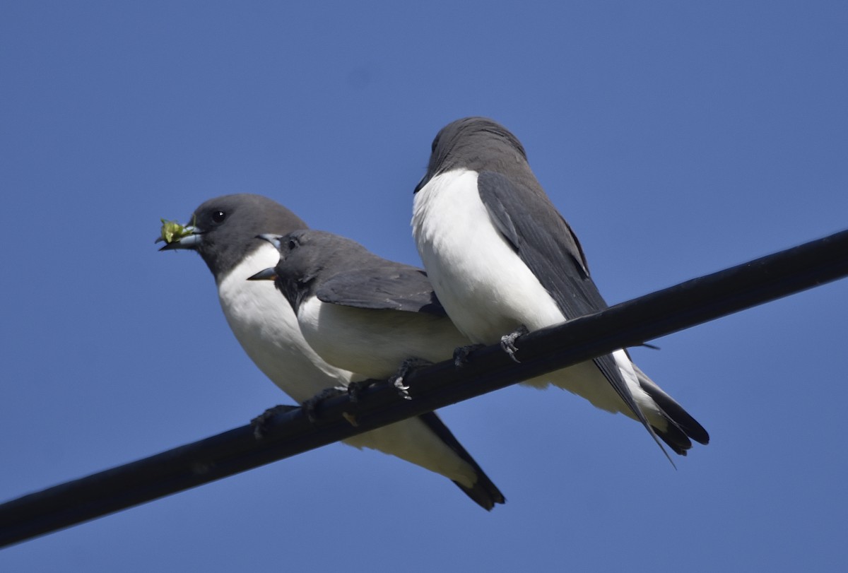 White-breasted Woodswallow - ML617302489