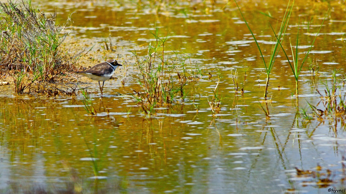 Little Ringed Plover - ML617302502