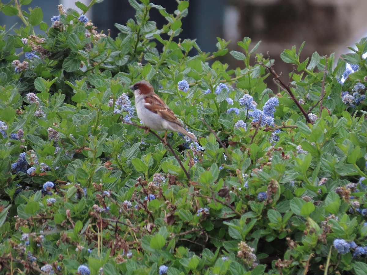 House Sparrow - ML617302523