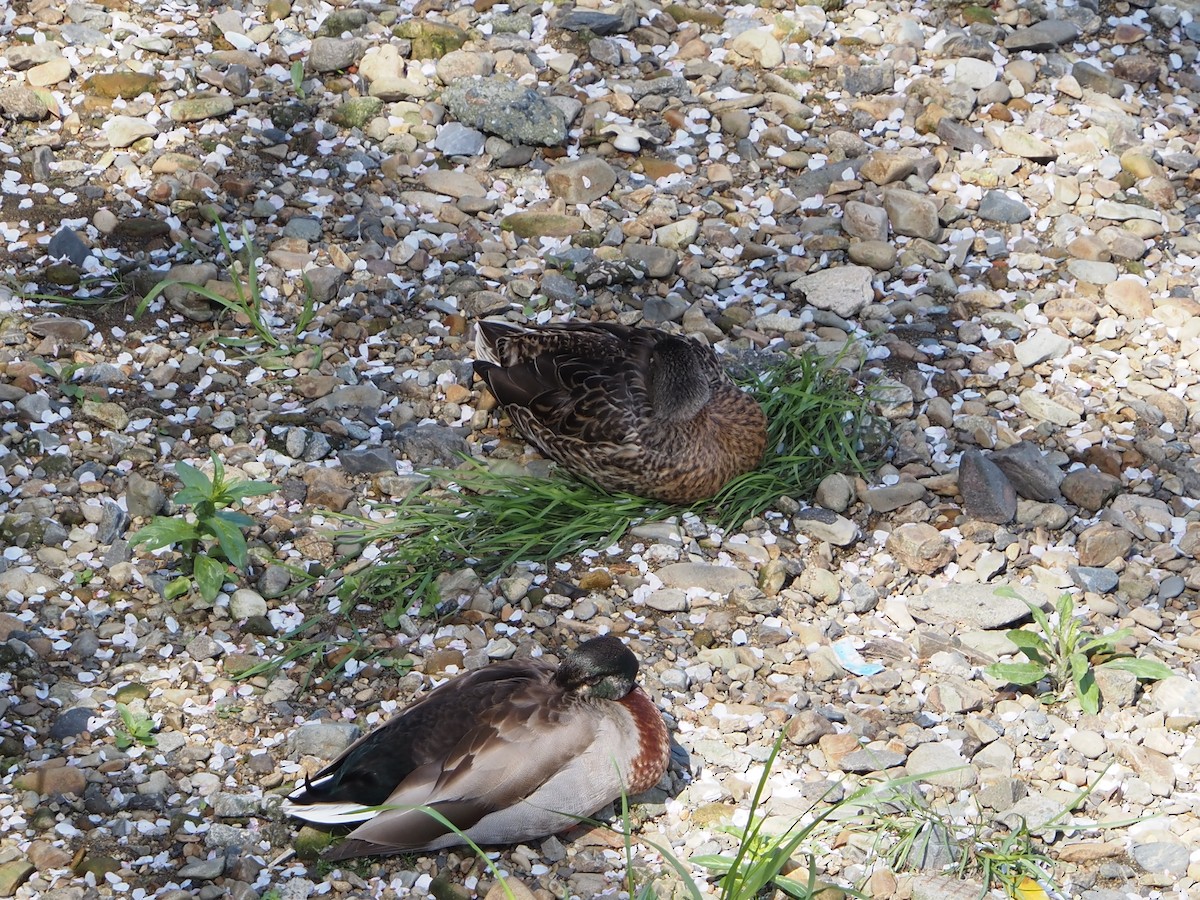 Mallard x Eastern Spot-billed Duck (hybrid) - ML617302525