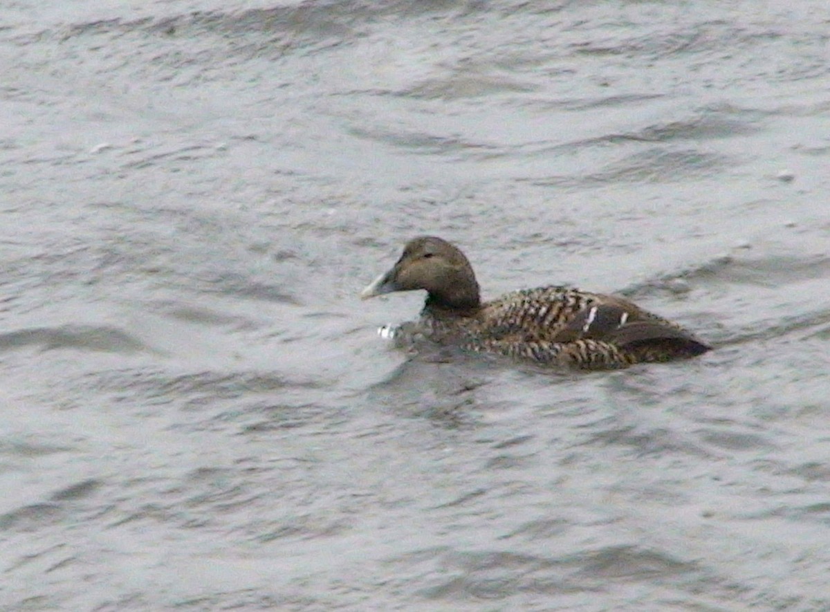 Common Eider - ML617302556