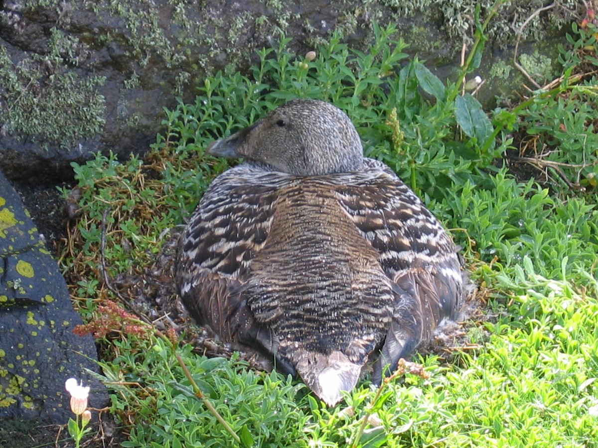 Common Eider - ML617302560