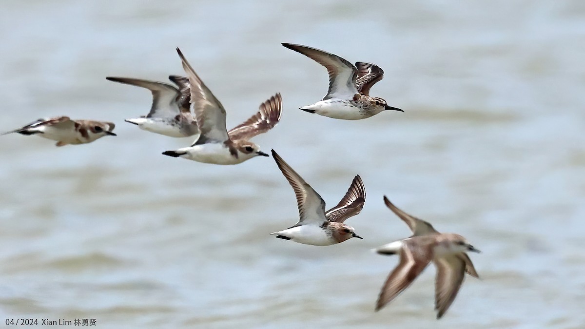 Broad-billed Sandpiper - ML617302566