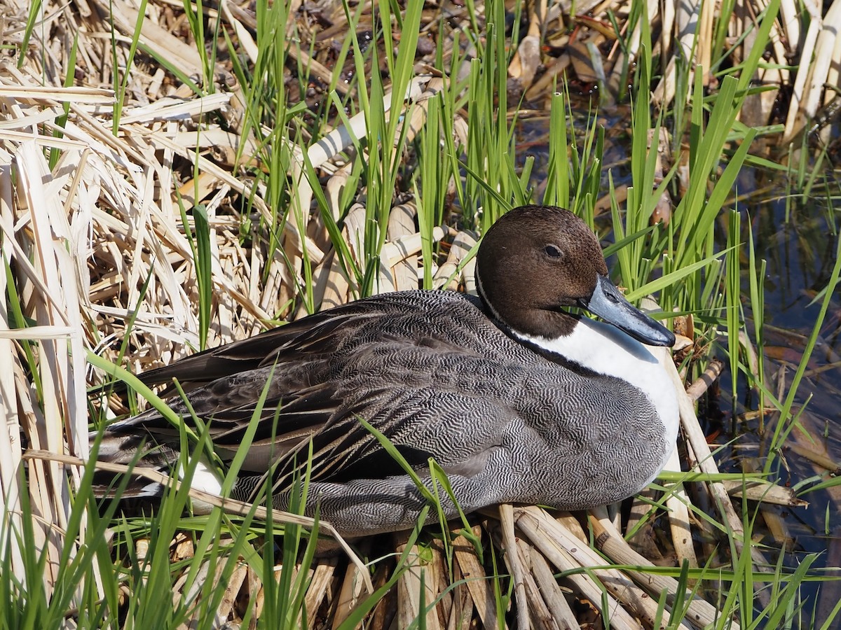 Northern Pintail - ML617302571