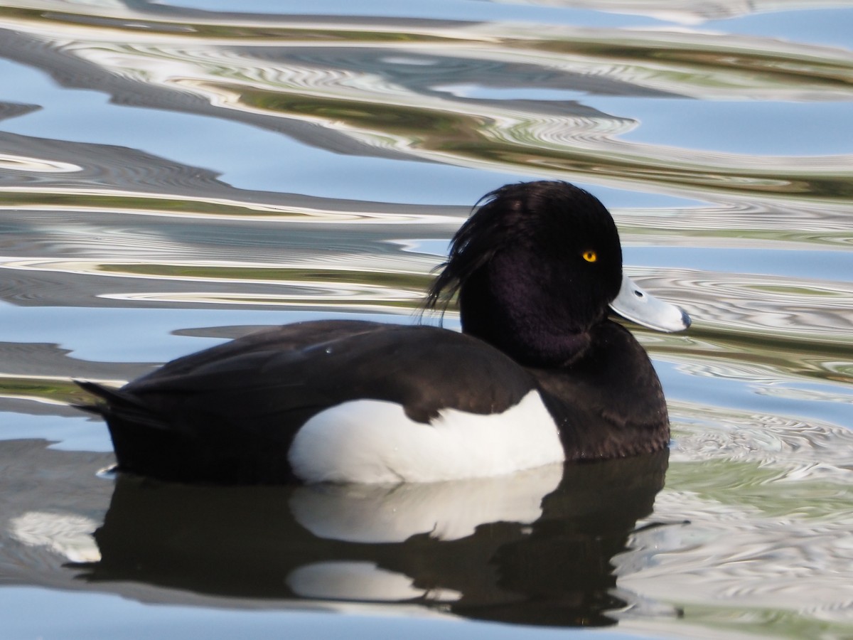 Tufted Duck - Anonymous