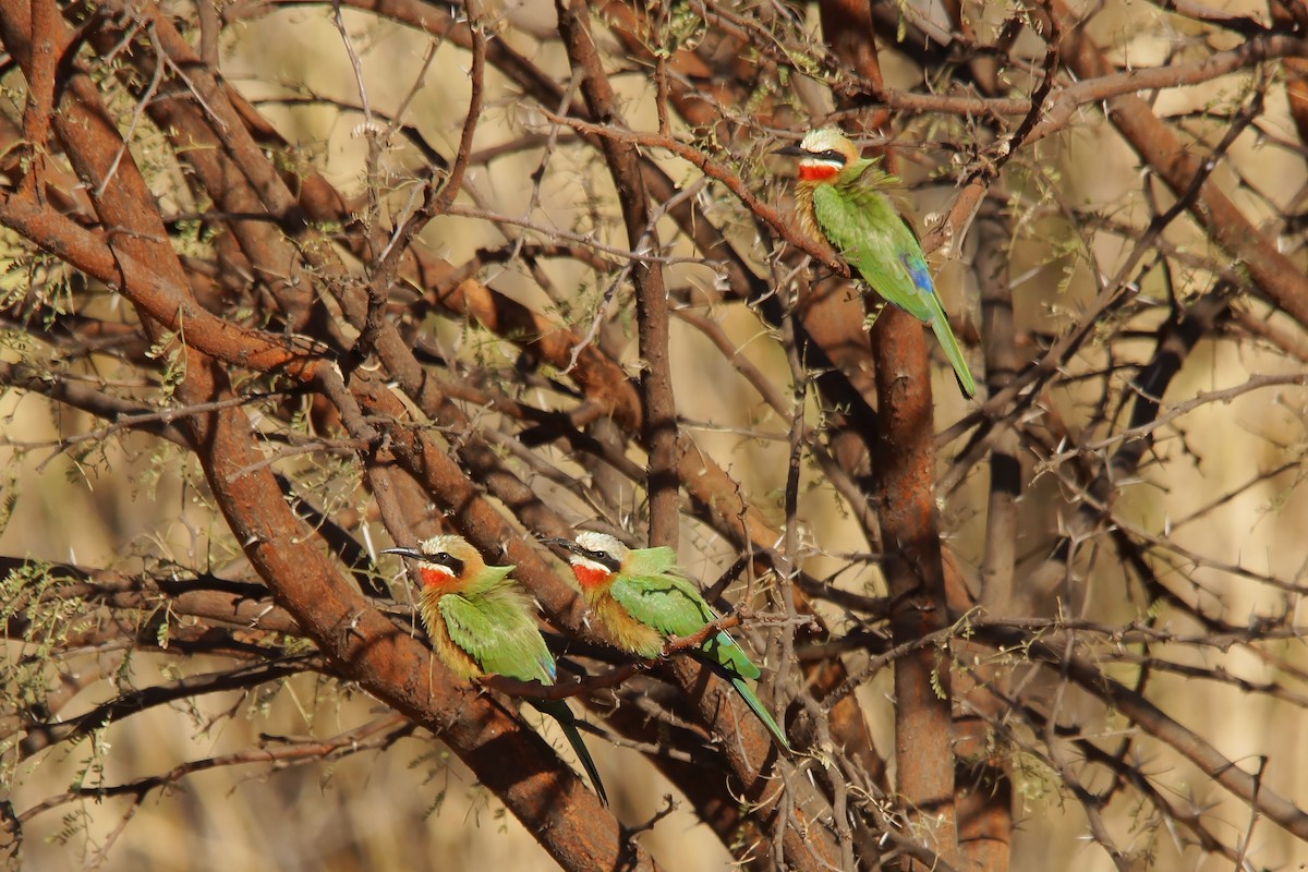 White-fronted Bee-eater - ML617302581