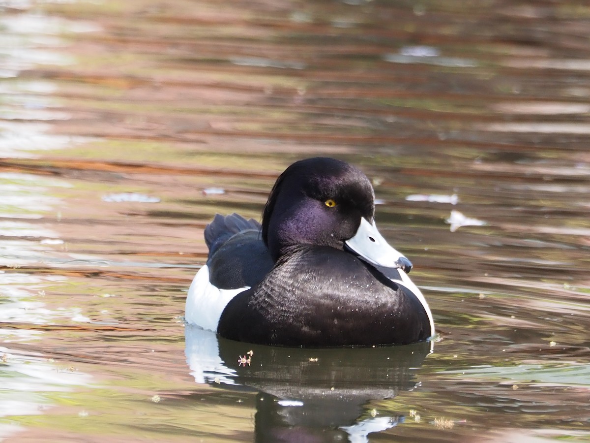 鳳頭潛鴨 - ML617302605