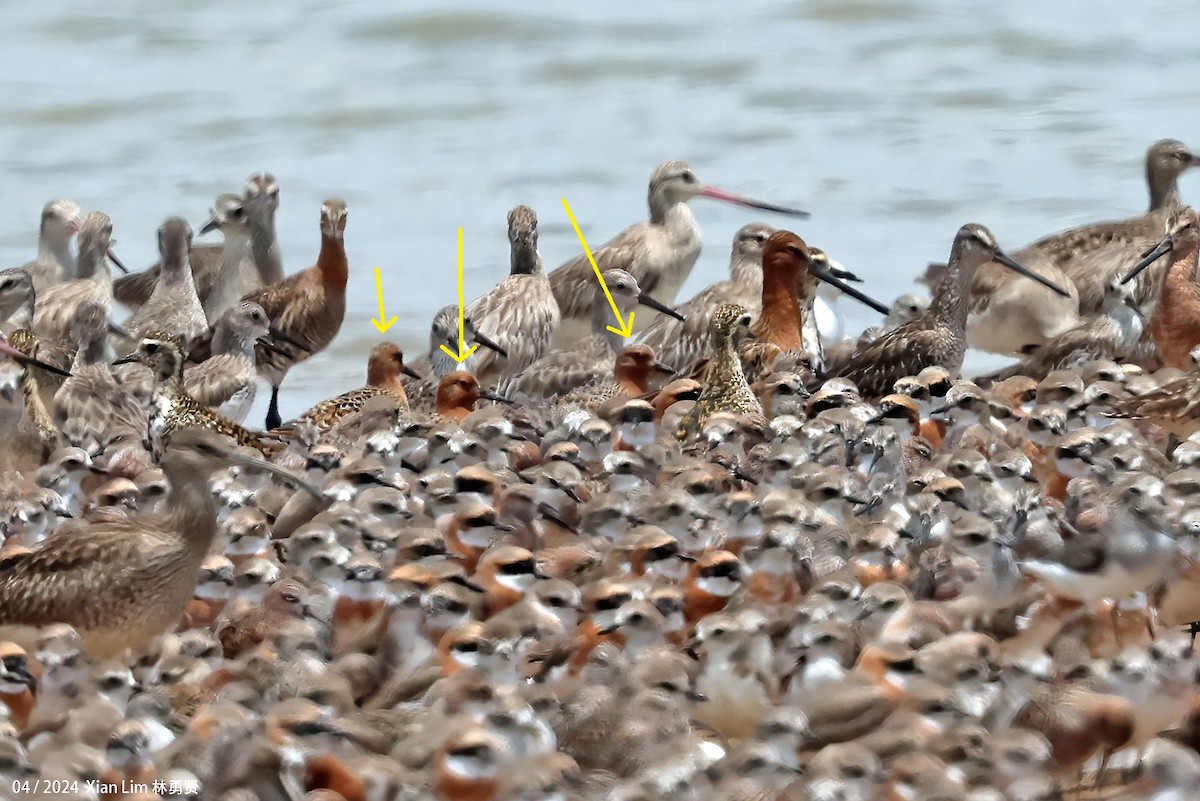 Red Knot - ML617302612