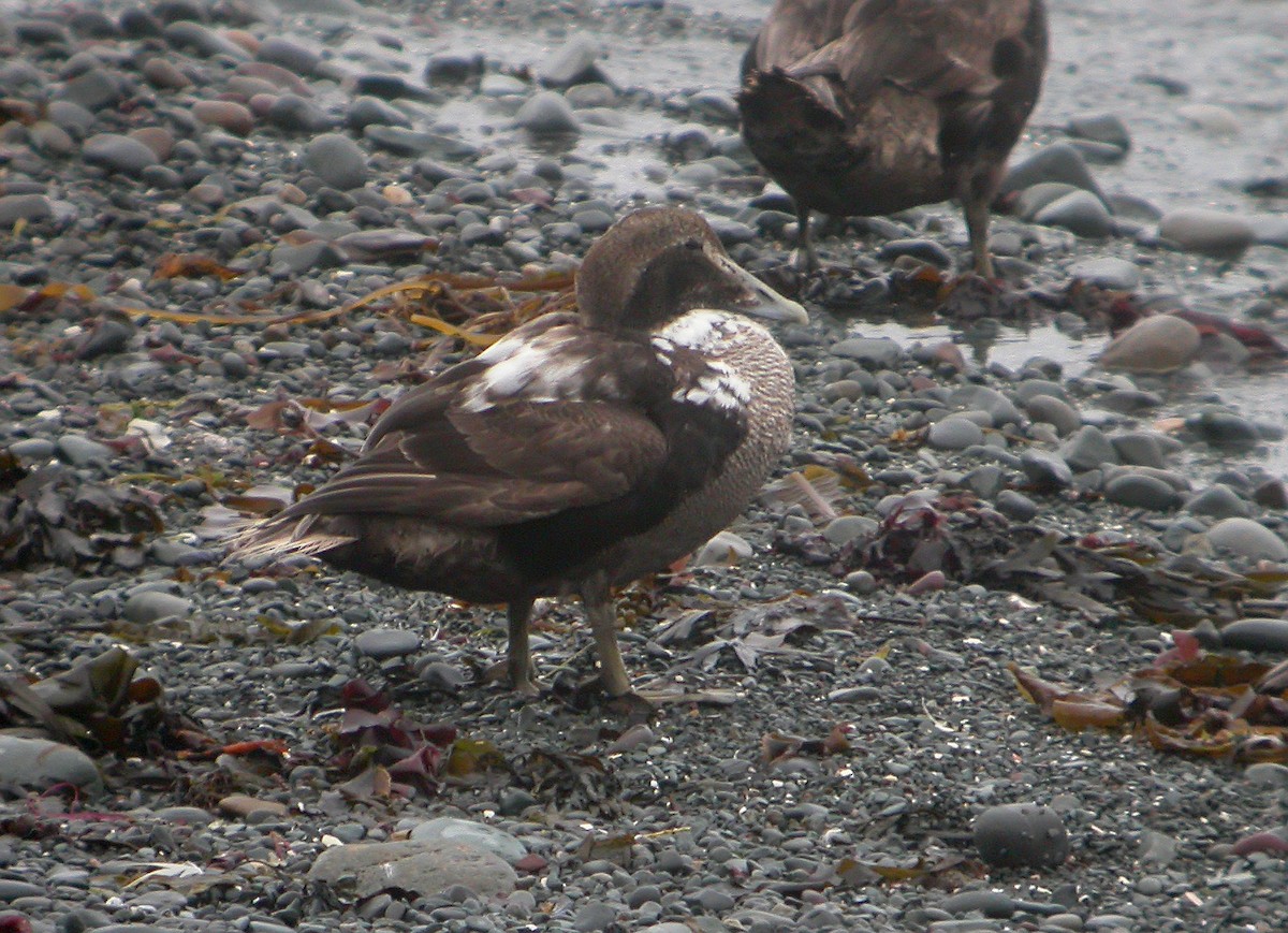 Common Eider - ML617302619