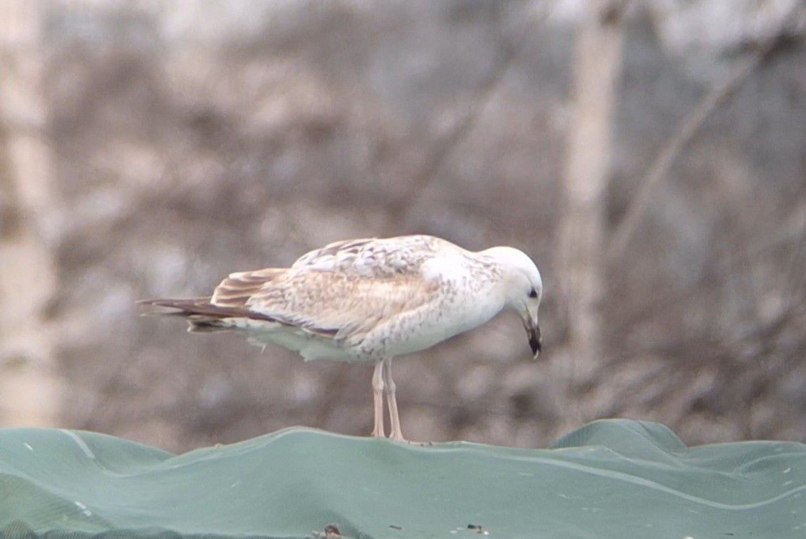 Caspian Gull - Jussi Lindström