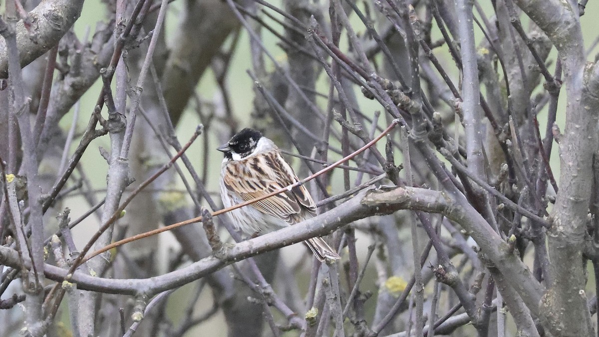 Reed Bunting - Stephen Chinnery
