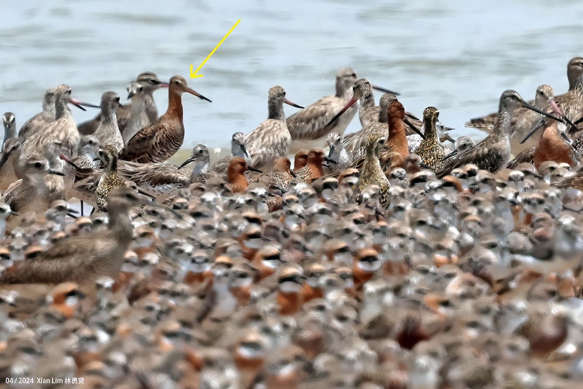 Black-tailed Godwit - ML617302646