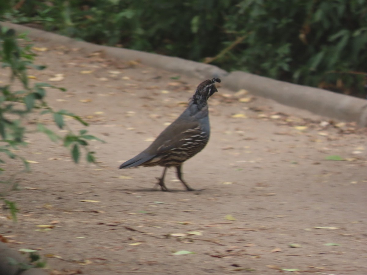 California Quail - ML617302647