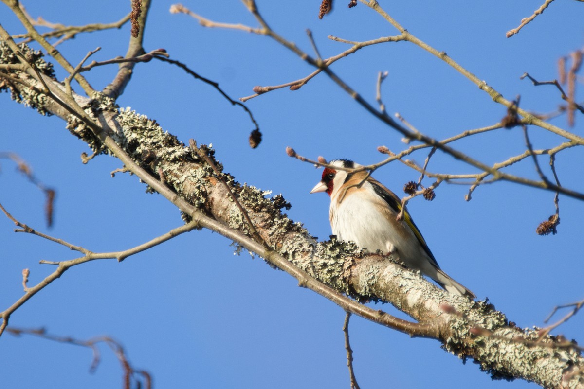 European Goldfinch - ML617302669