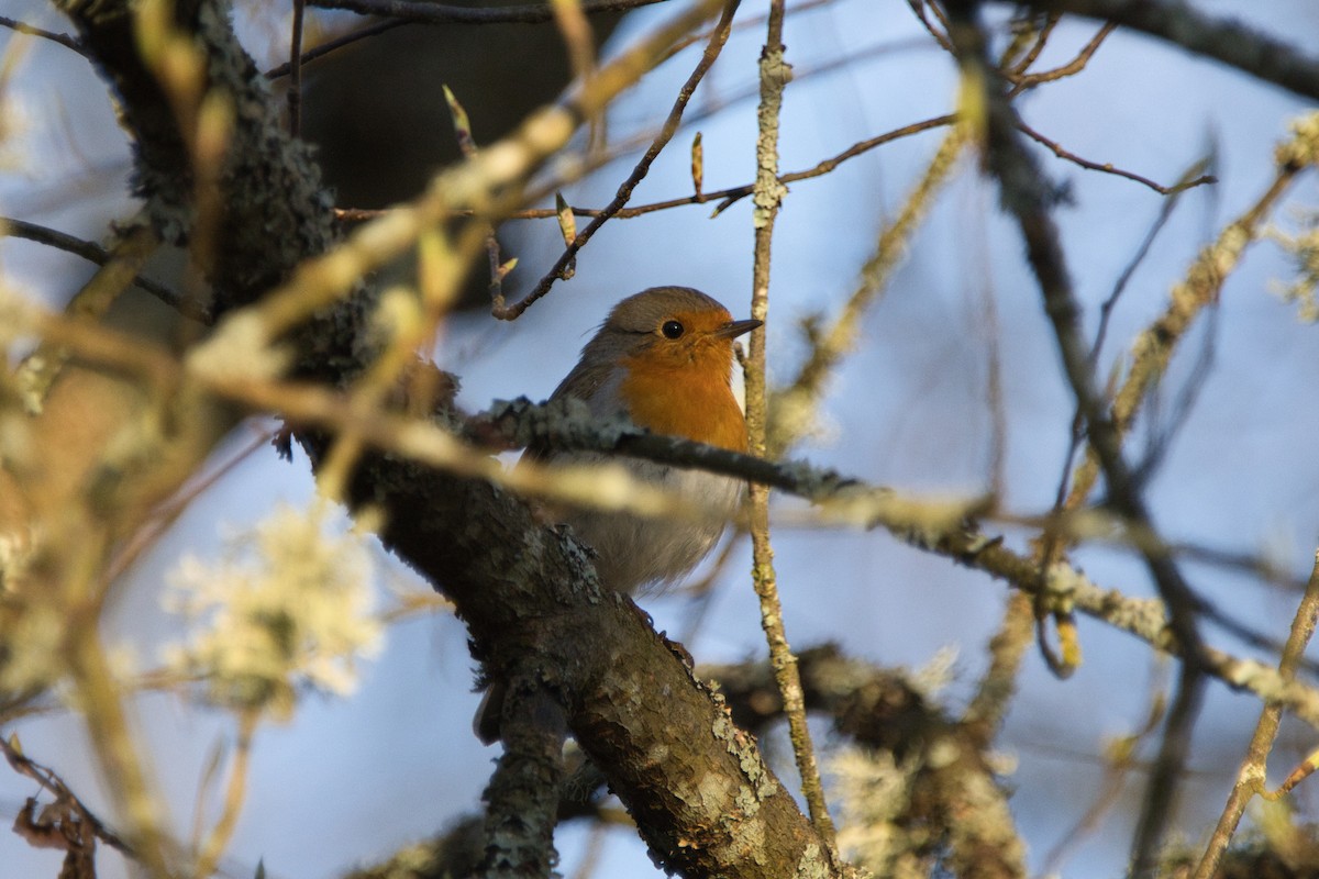 European Robin - ML617302678