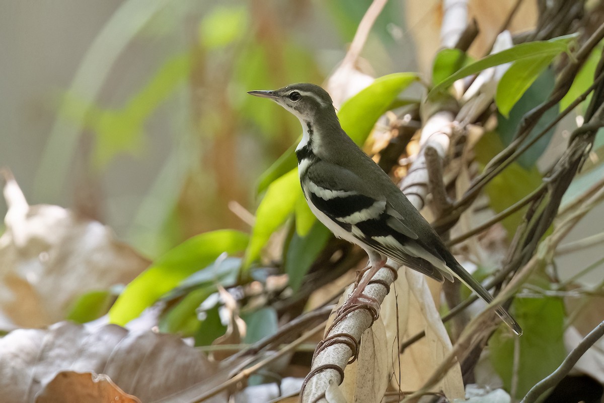 Forest Wagtail - ML617302680