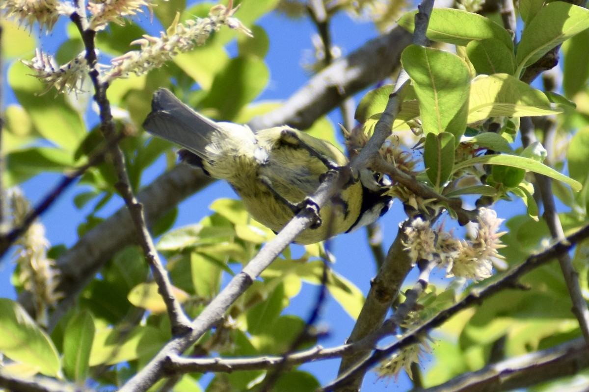 Eurasian Blue Tit - Andrés  Riaguas