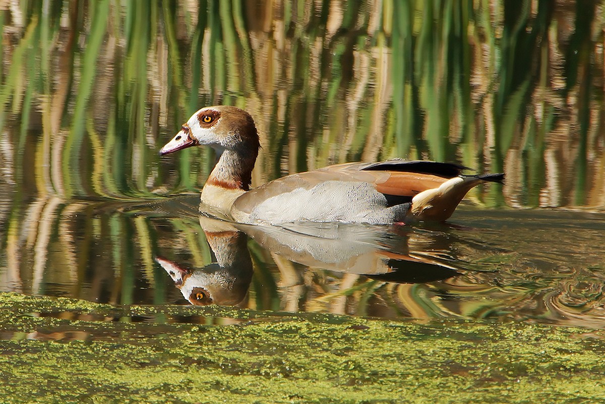 Egyptian Goose - Gerhard Engelbrecht